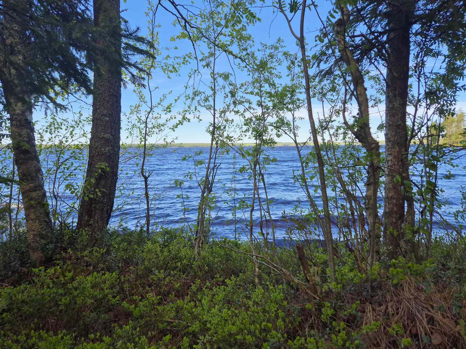 Rannan eri-ikäistä puustoa, taustalla näkyy järvi.