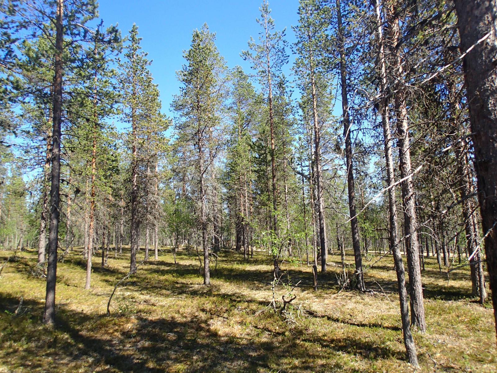 Aurinko paistaa kuivalle mäntykankaalle, jolla kasvaa myös koivuja.