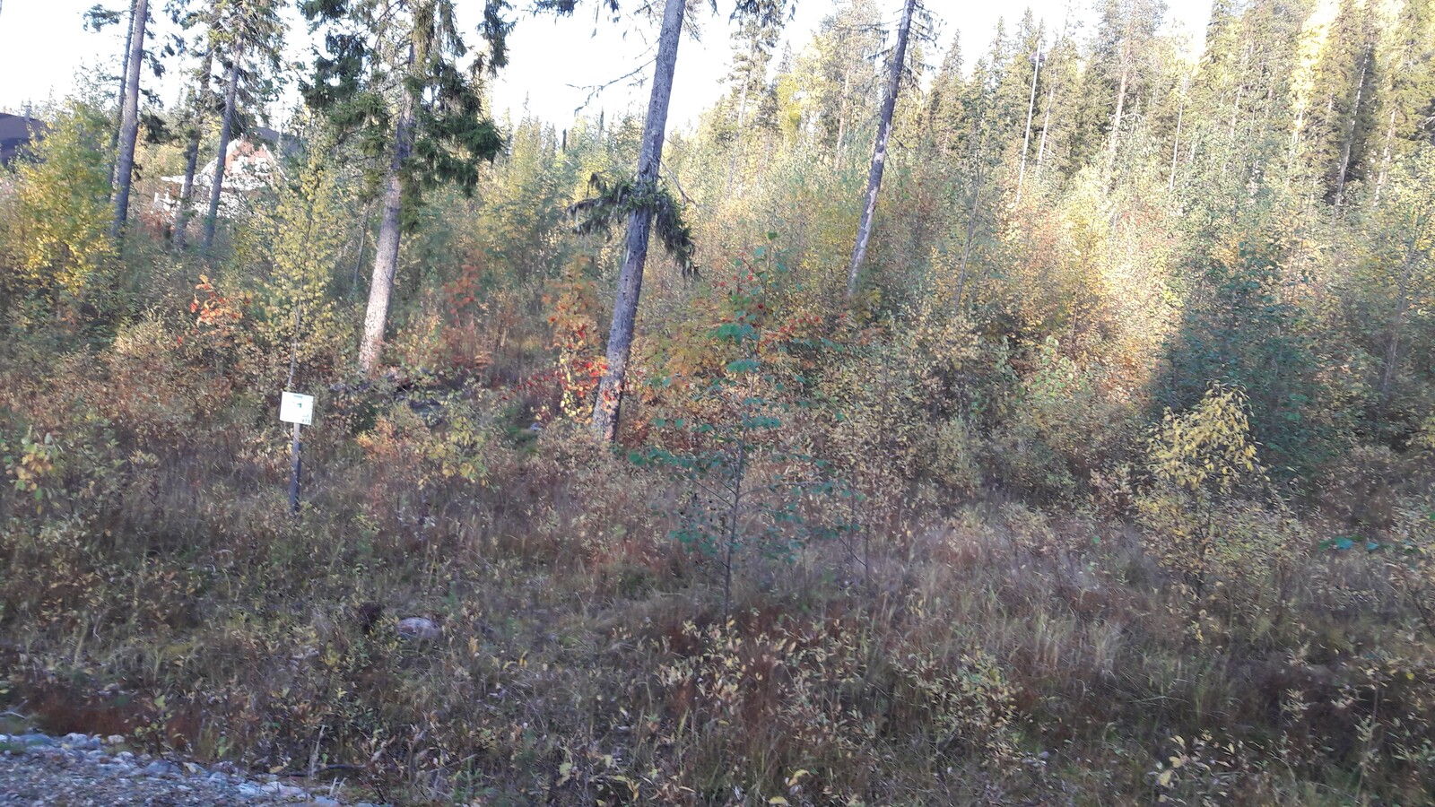 Tontilla kasvavat lehtipuiden taimet ovat ruskan sävyissä. Seassa kasvaa myös muutama korkea kuusi.
