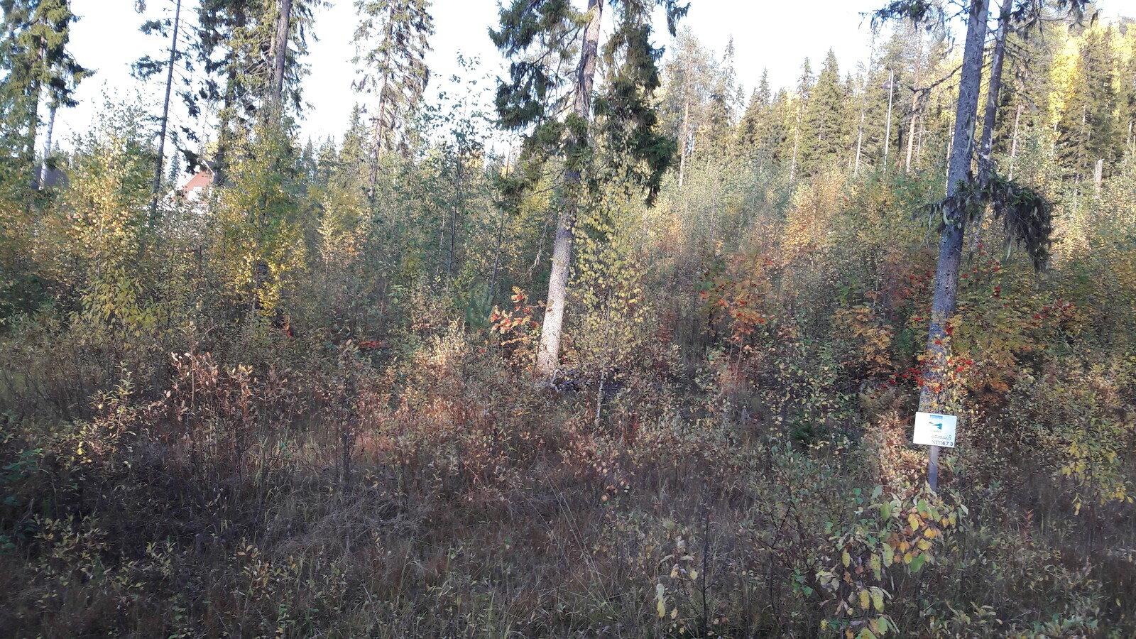 Tontilla kasvavat lehtipuiden taimet ovat ruskan sävyissä. Joukossa on myös muutama korkea kuusi.