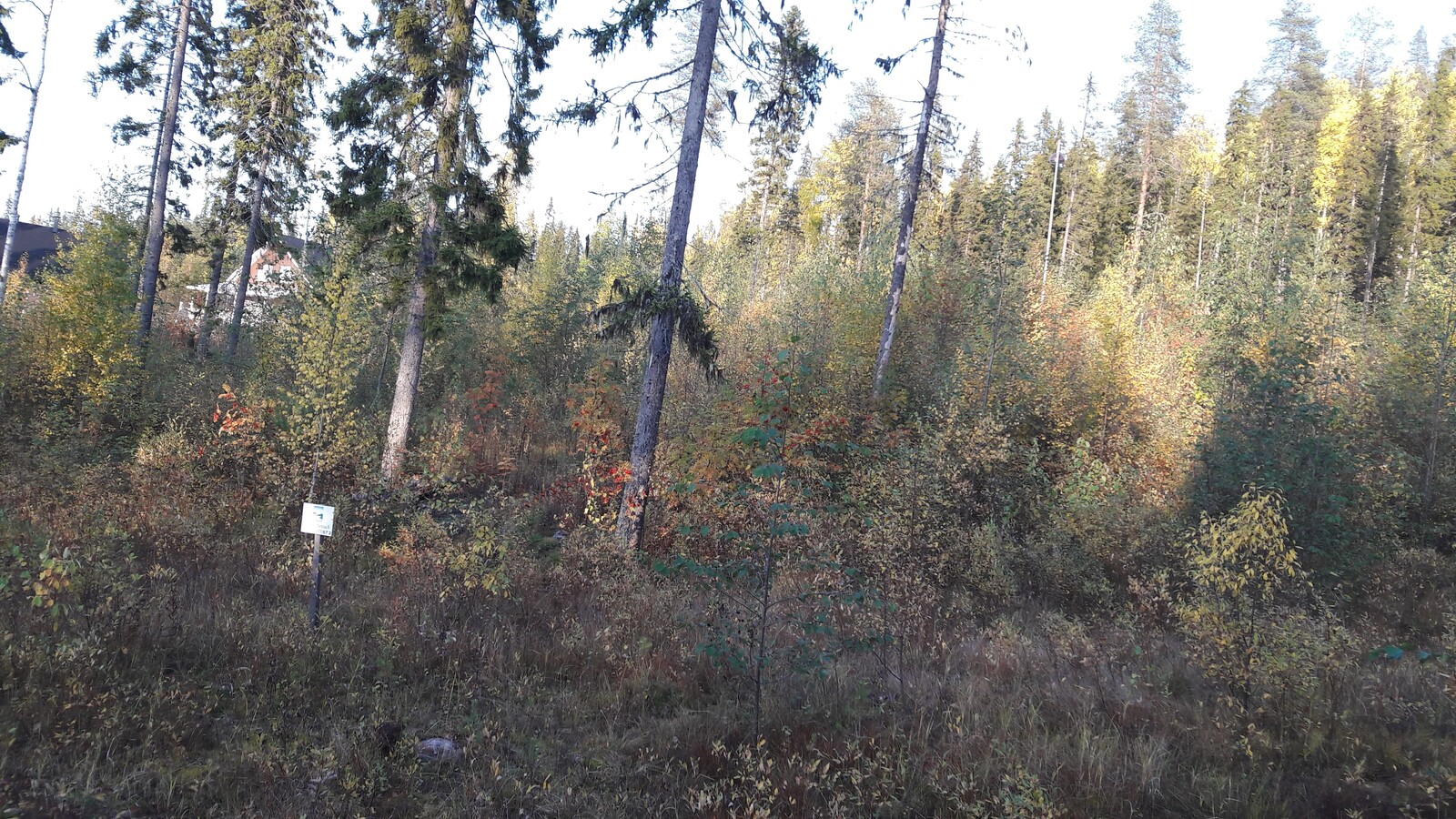 Tontilla kasvavat lehtipuut ovat ruskan väreissä. Joukossa kasvaa myös muutama kuusi.