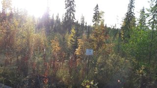 Aurinko paistaa tontin runsaskasvuiseen sekametsään syksyllä. Laatumaan kyltissä tontin numero.
