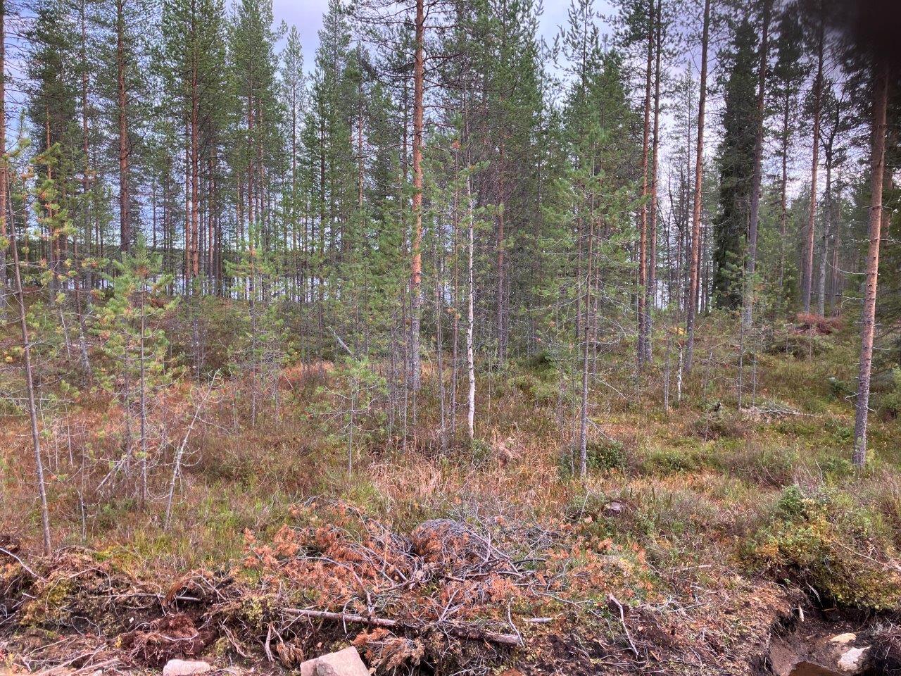 Mäntymetsää