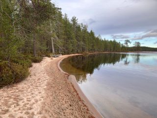Mäntymetsää ja järven rantaa