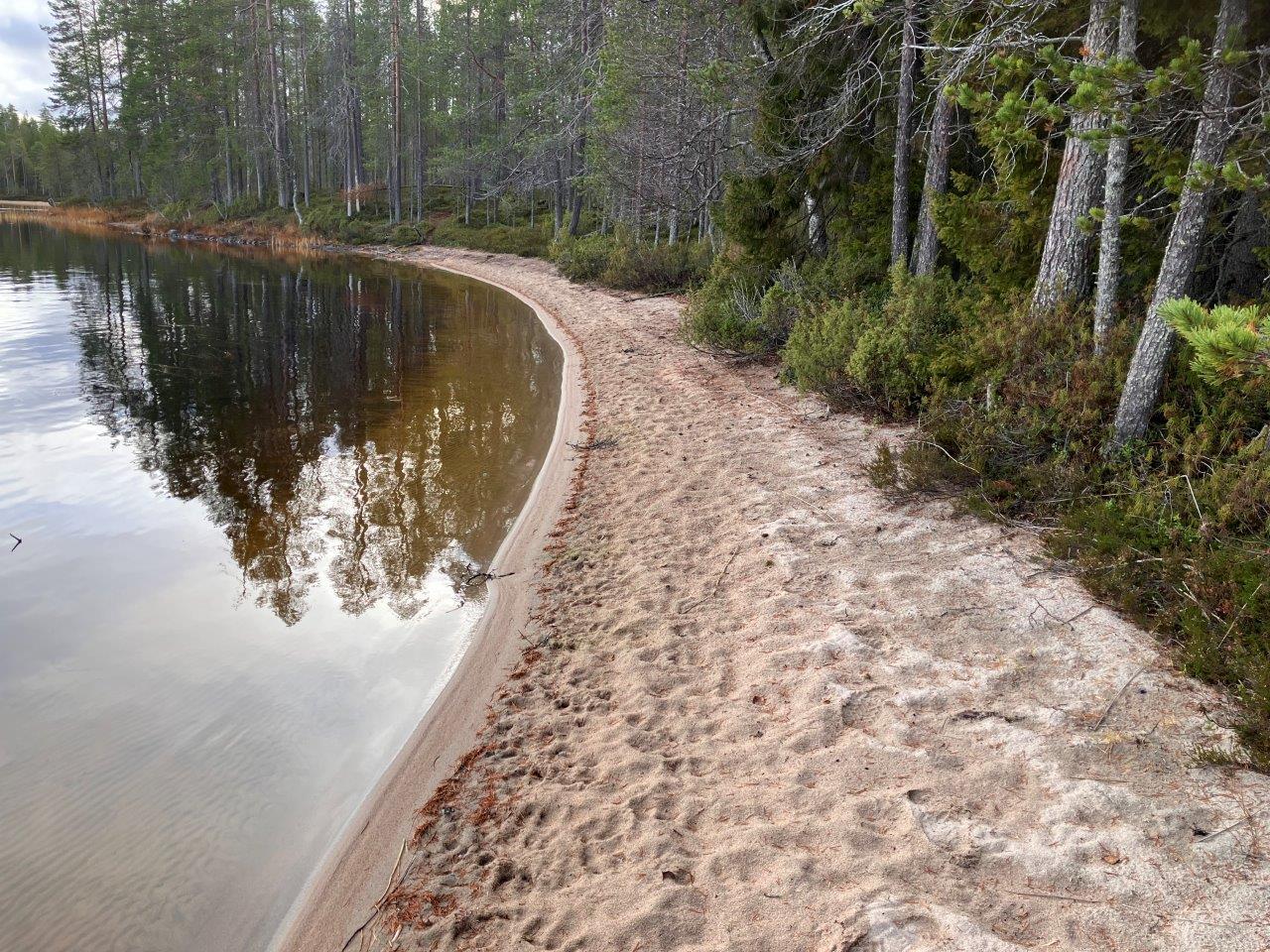 Mäntymetsää ja järven rantaa