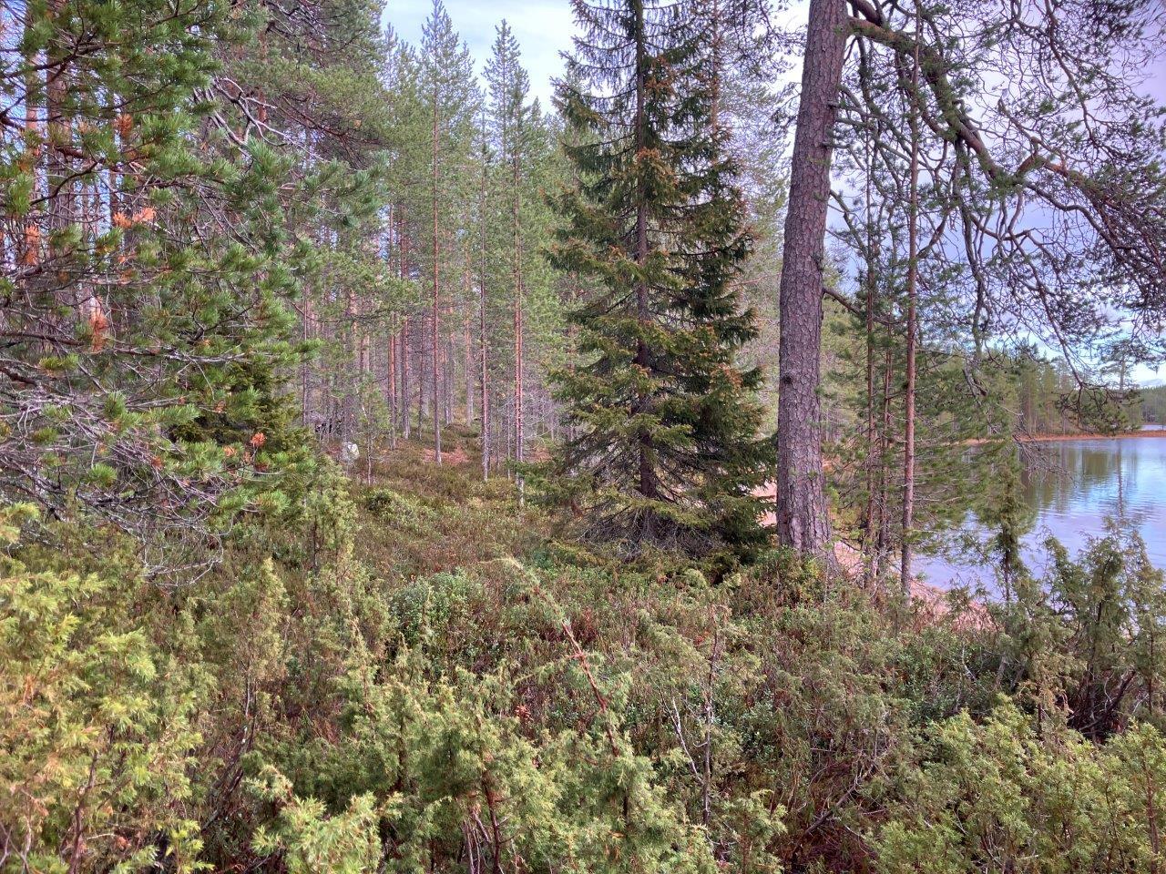 Mäntymetsää ja järven rantaa