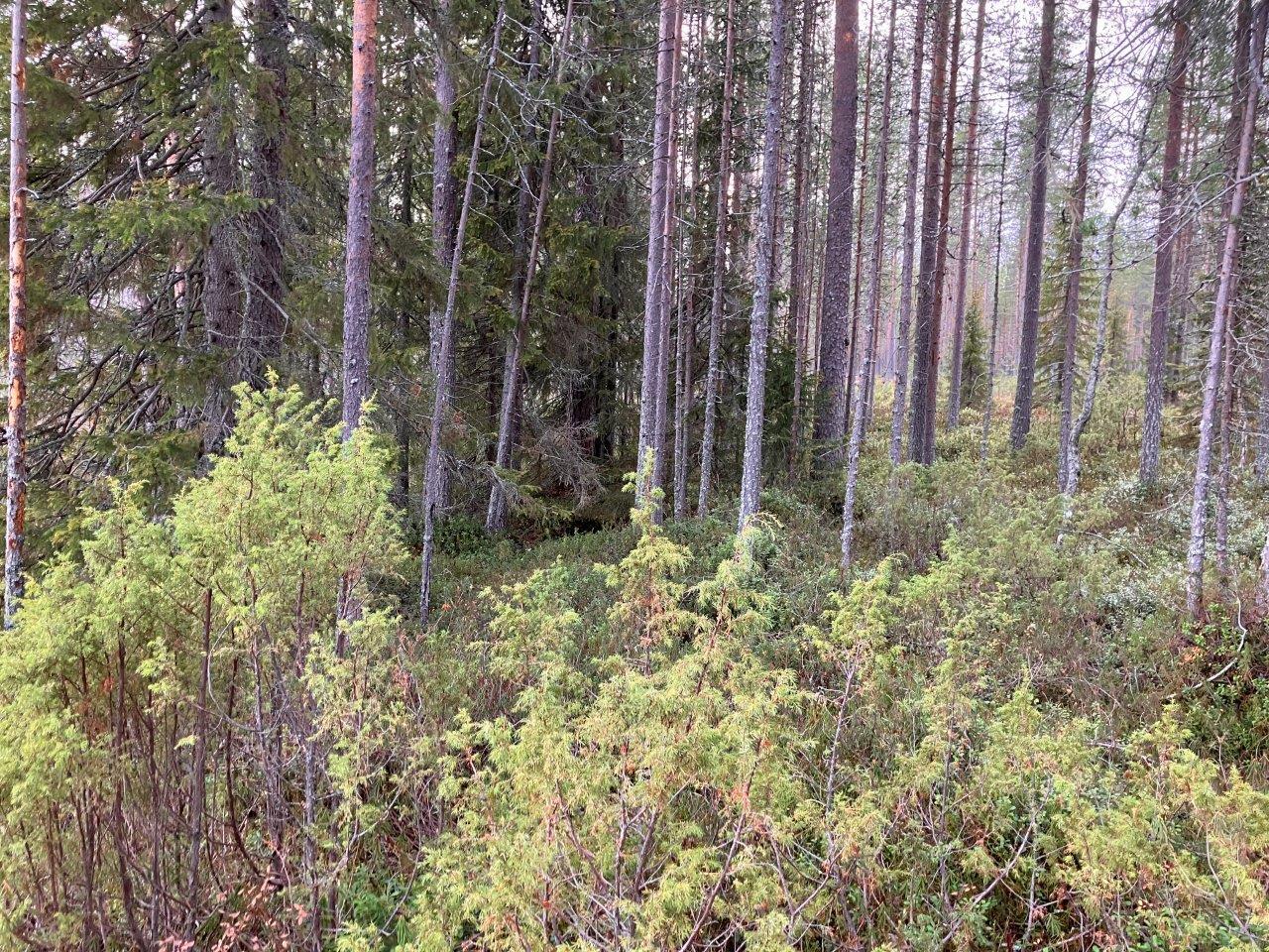 Mäntymetsää