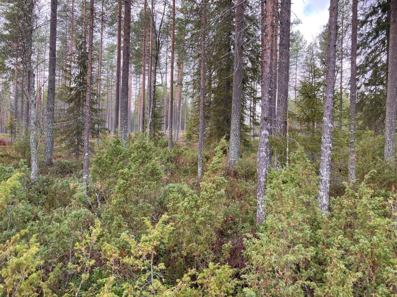 Mäntymetsää