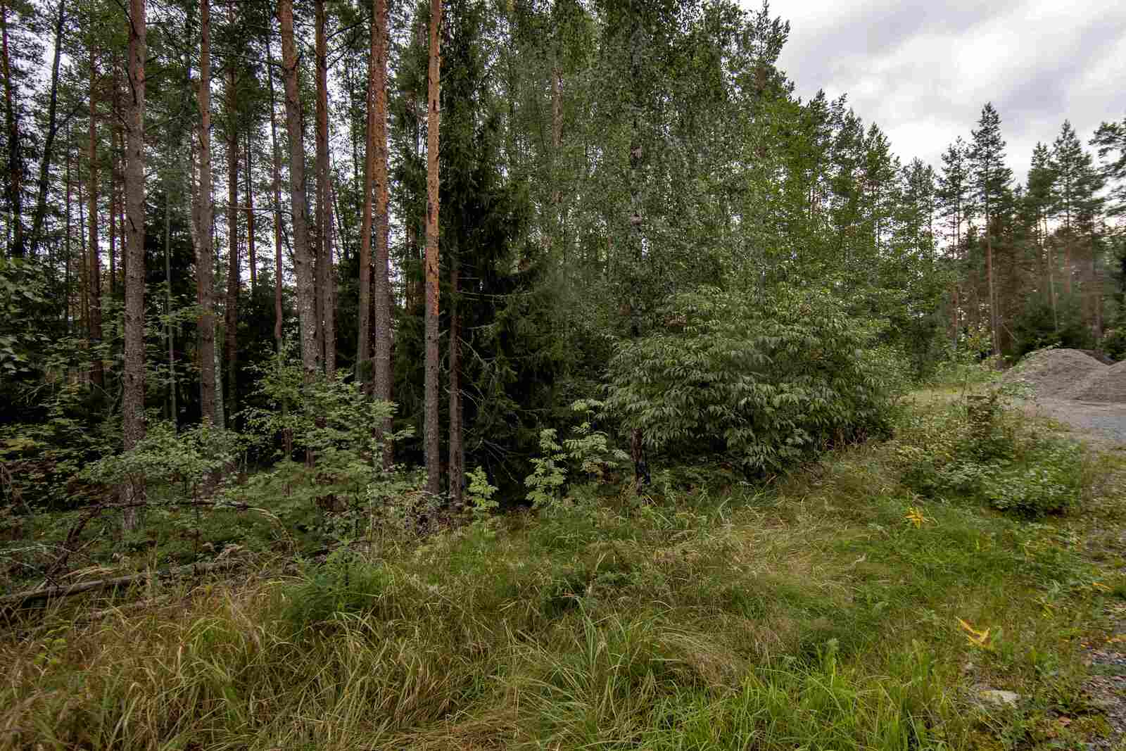 Kumpuileva mäntymetsän maasto.