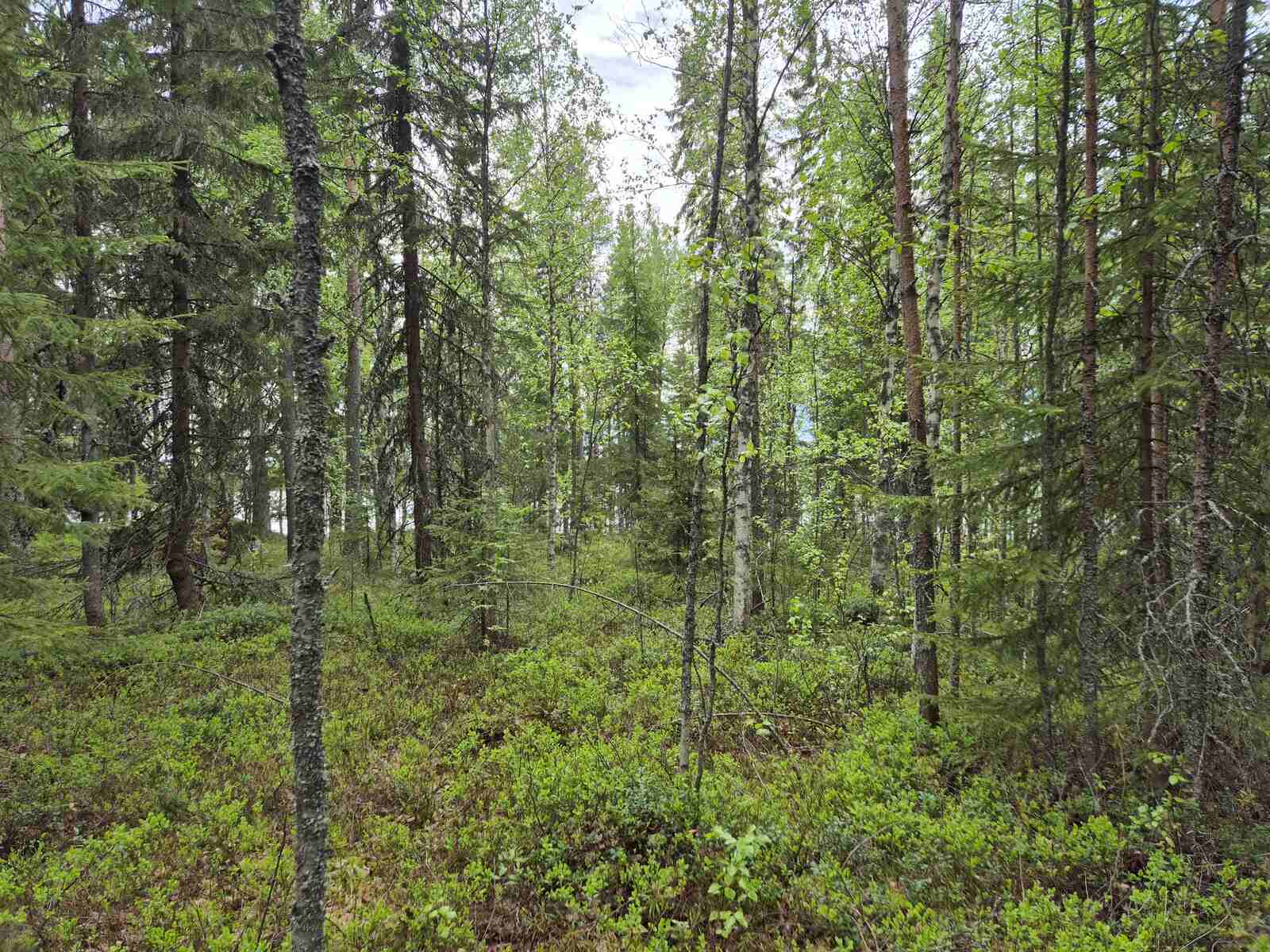 Metsässä kasvaa kuusia ja koivuja, seassa nuoria mäntyjä, kaukana takana pilkistää järvi.