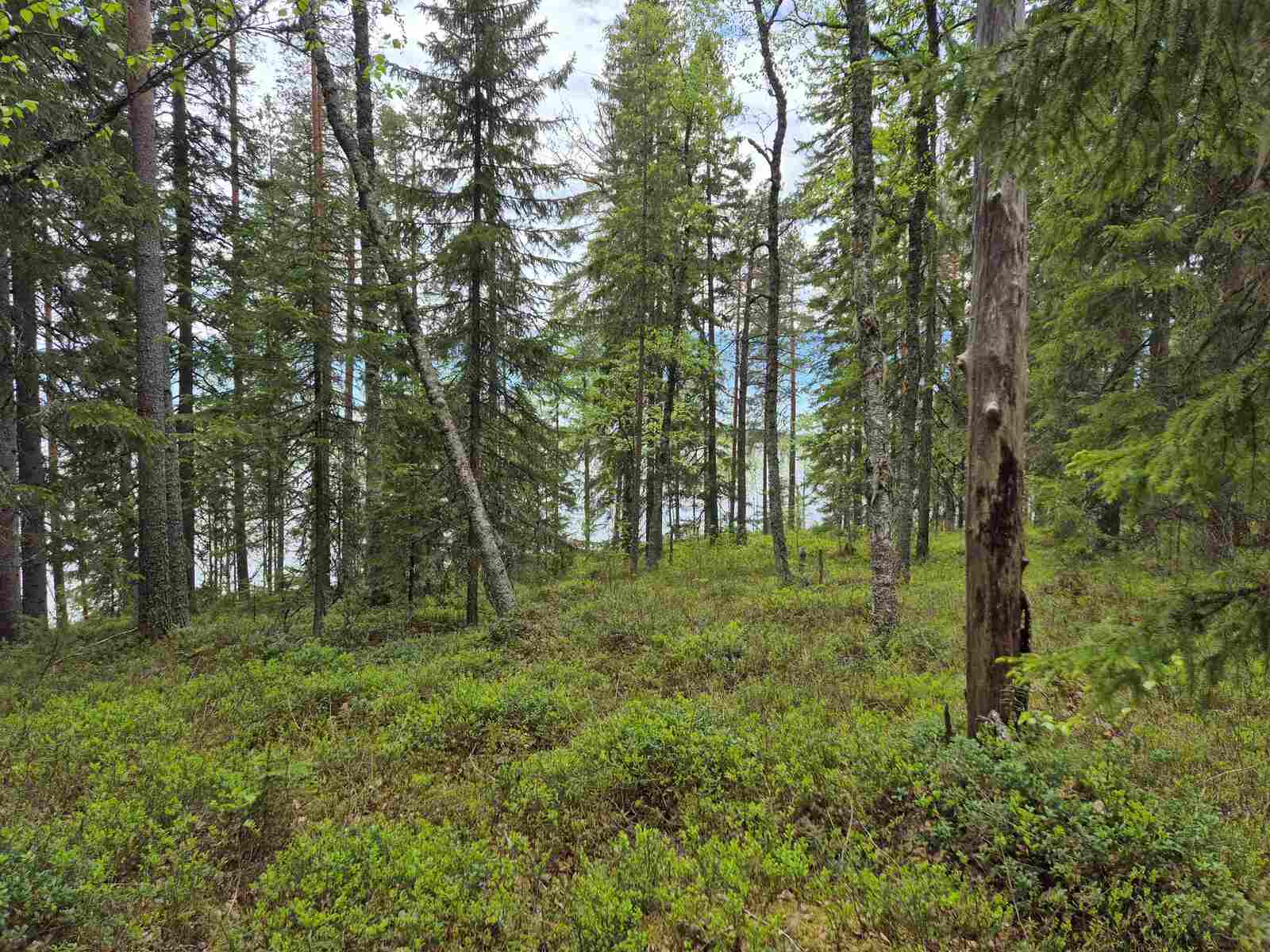 Rannan sekalaista puustoa, maassa on varpuja, puuston takaa pilkistää järvi.