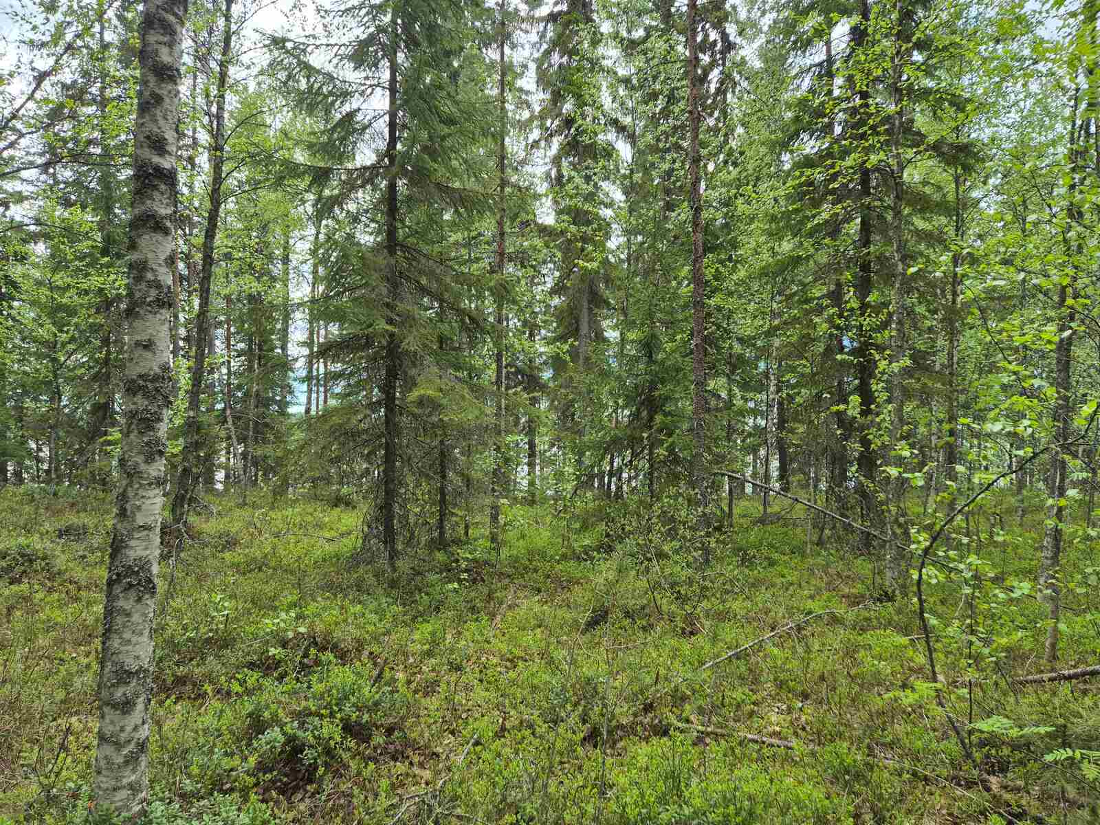 Metsässä kasvaa kuusia ja koivuja, seassa nuoria mäntyjä, kaukana takana pilkistää järvi.