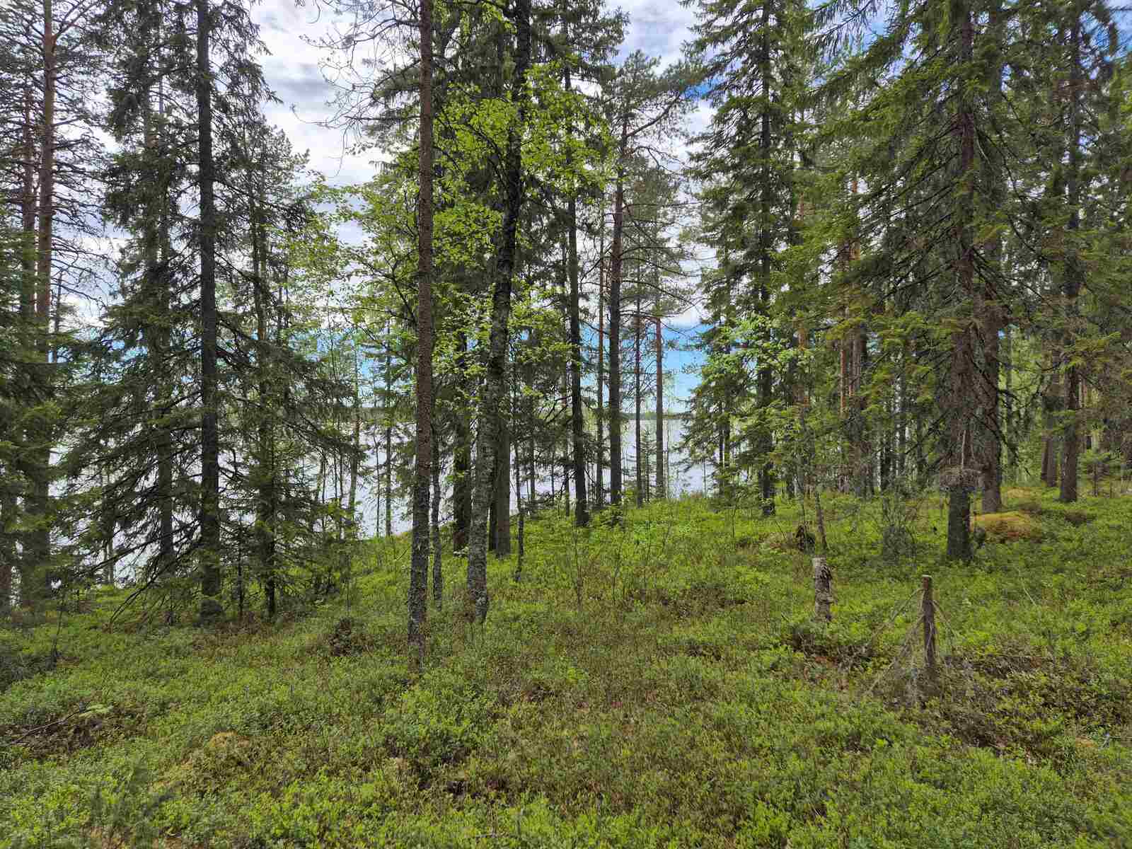 Rannan sekalaista puustoa, maassa on varpuja, puuston takaa pilkistää järvi.
