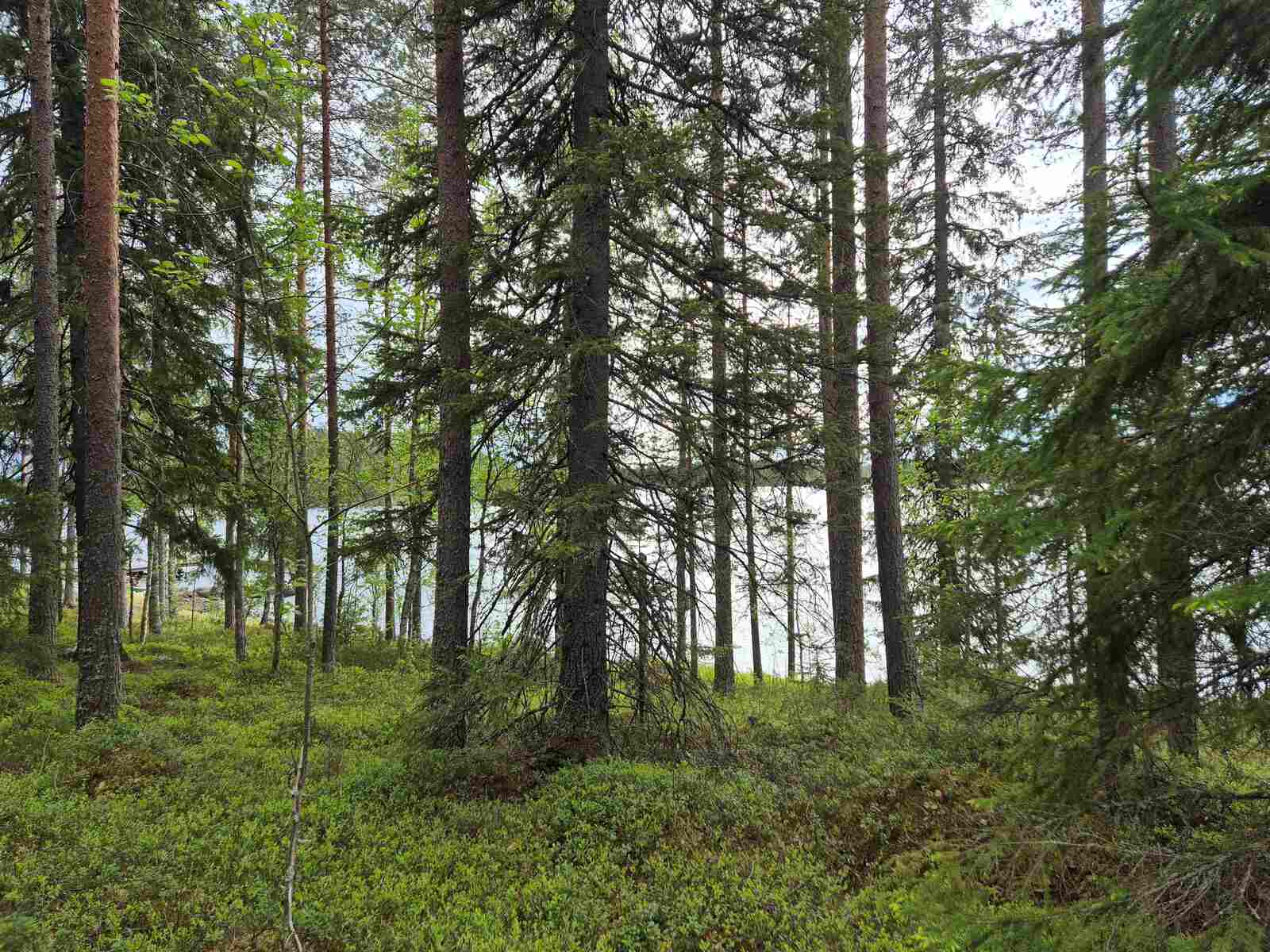 Rannan sekalaista puustoa, maassa on varpuja, puuston takaa pilkistää järvi.