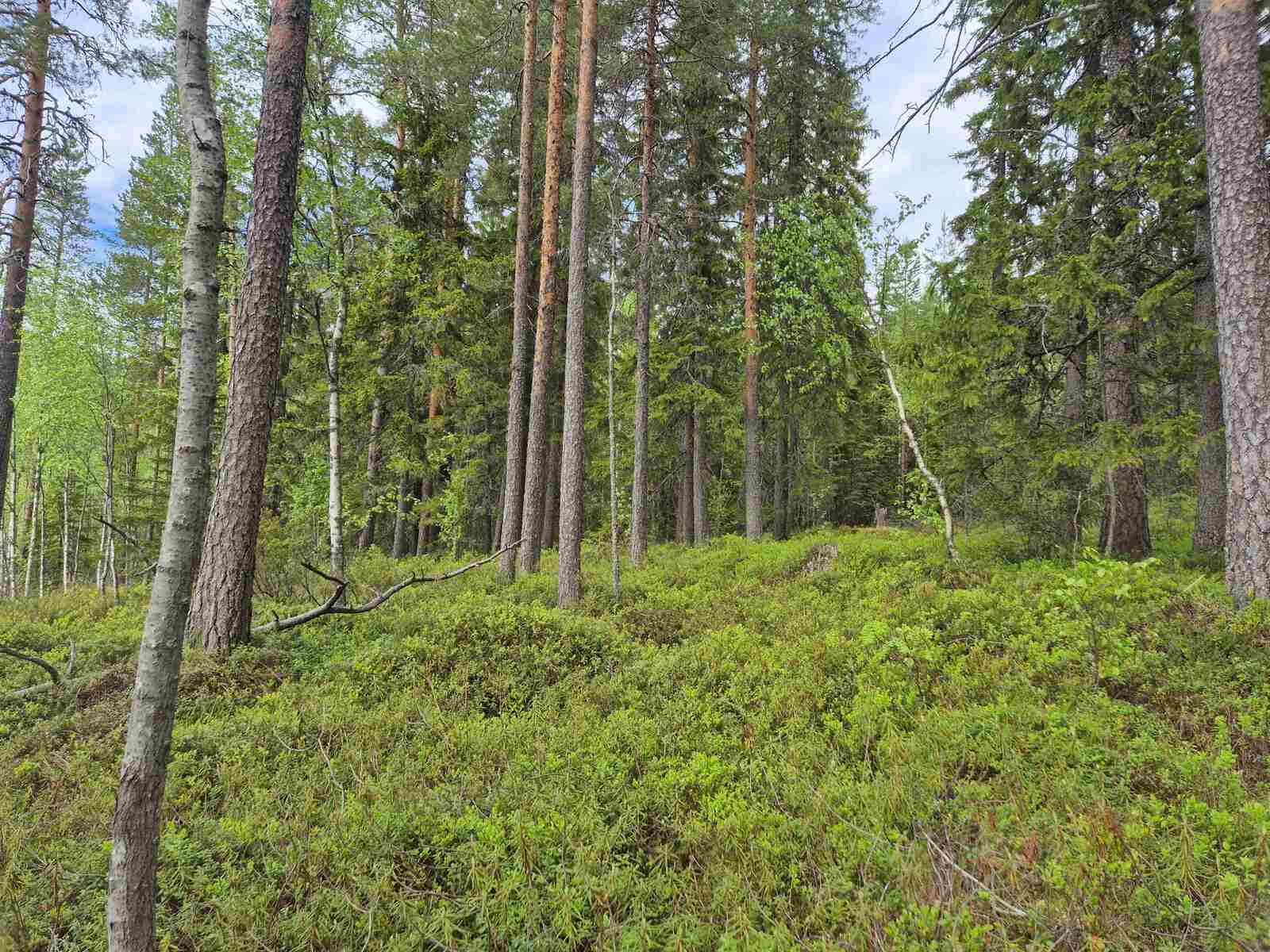 Tontin reunalla on tiheämpää metsää ja enemmän havupuita.