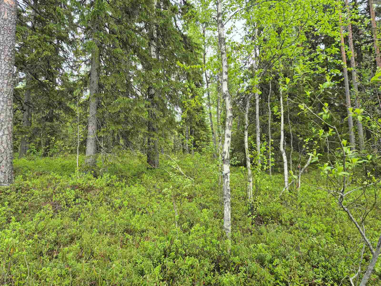 Nuoria koivuja varttuneempien kuusien joukossa metsässä.