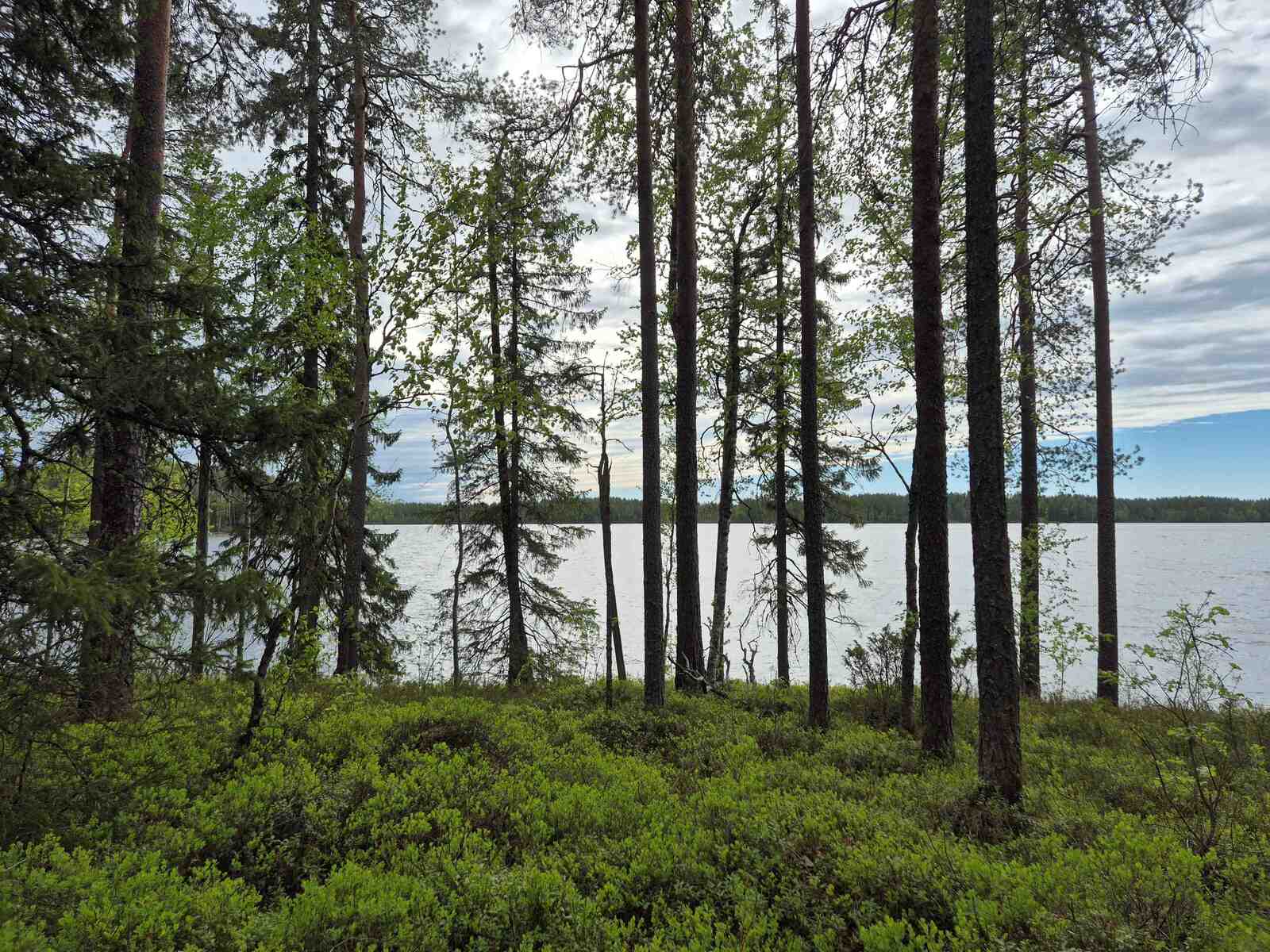 Rannassa kasvaa sekalaista puustoa, järvi näkyy taustalla.