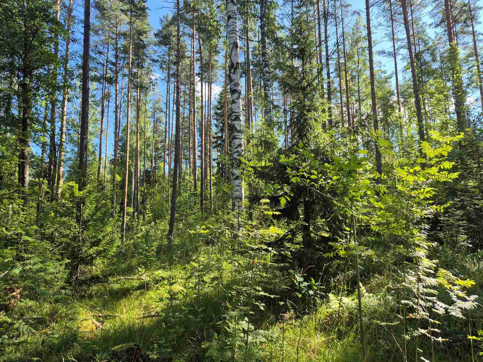 Aurinkoisessa metsässä kasvaa sekalaista puustoa, eri ikäisiä ja eri lajeja.