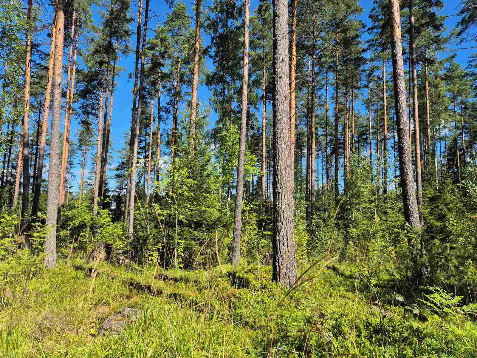 Auringossa kylpevää mäntymetsää.