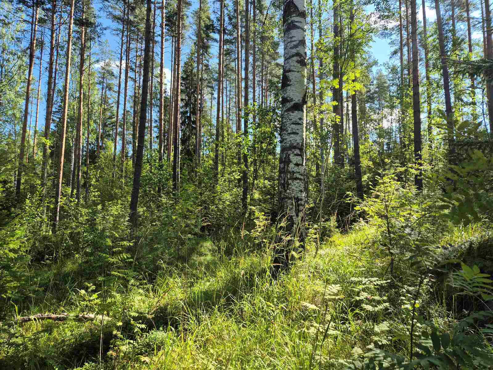 Aurinkoisessa metsässä kasvaa sekalaista puustoa, eri ikäisiä ja eri lajeja.