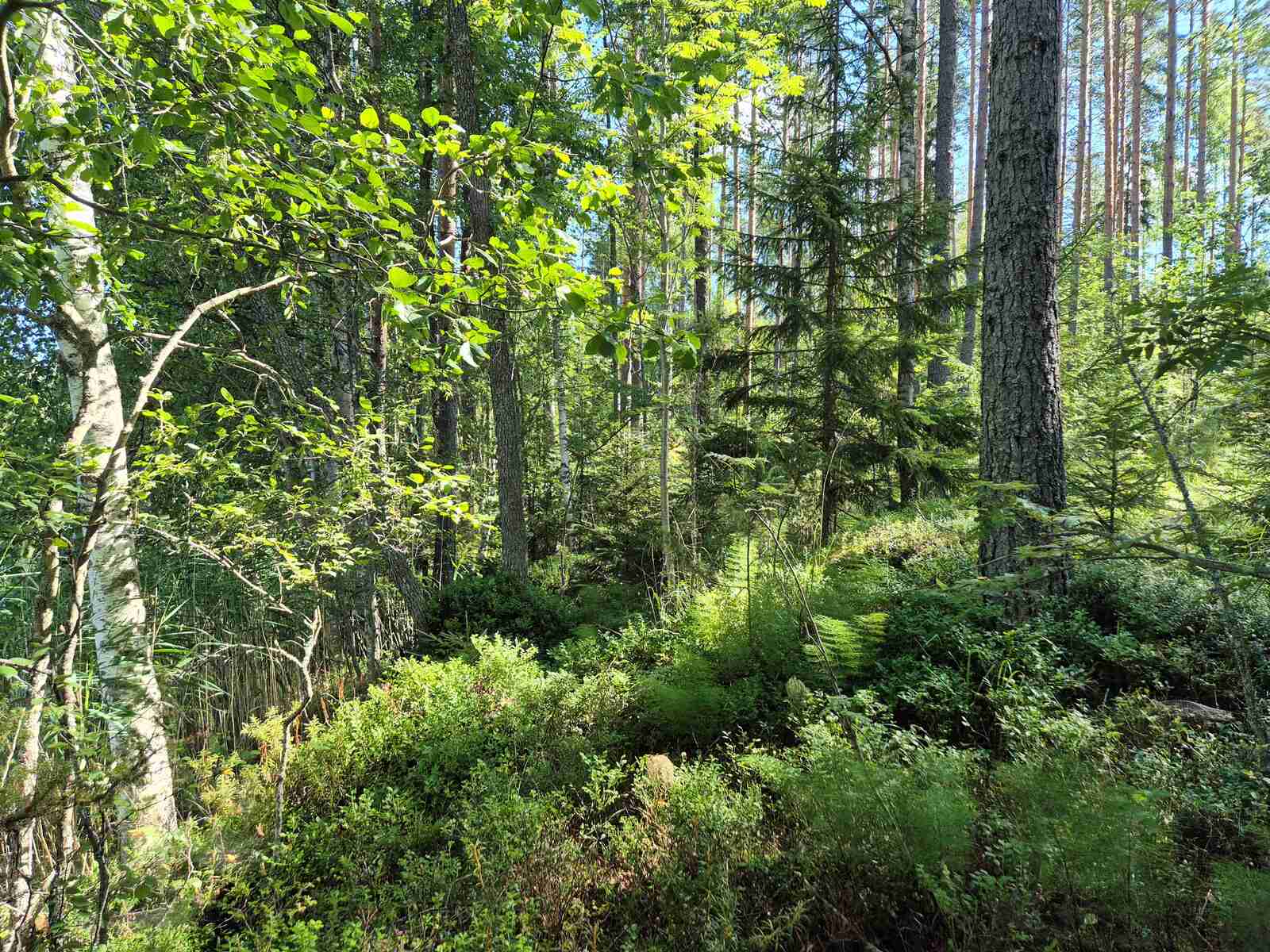 Tontin rannassa kasvaa monenlaisia kasveja ja puita mantereella.
