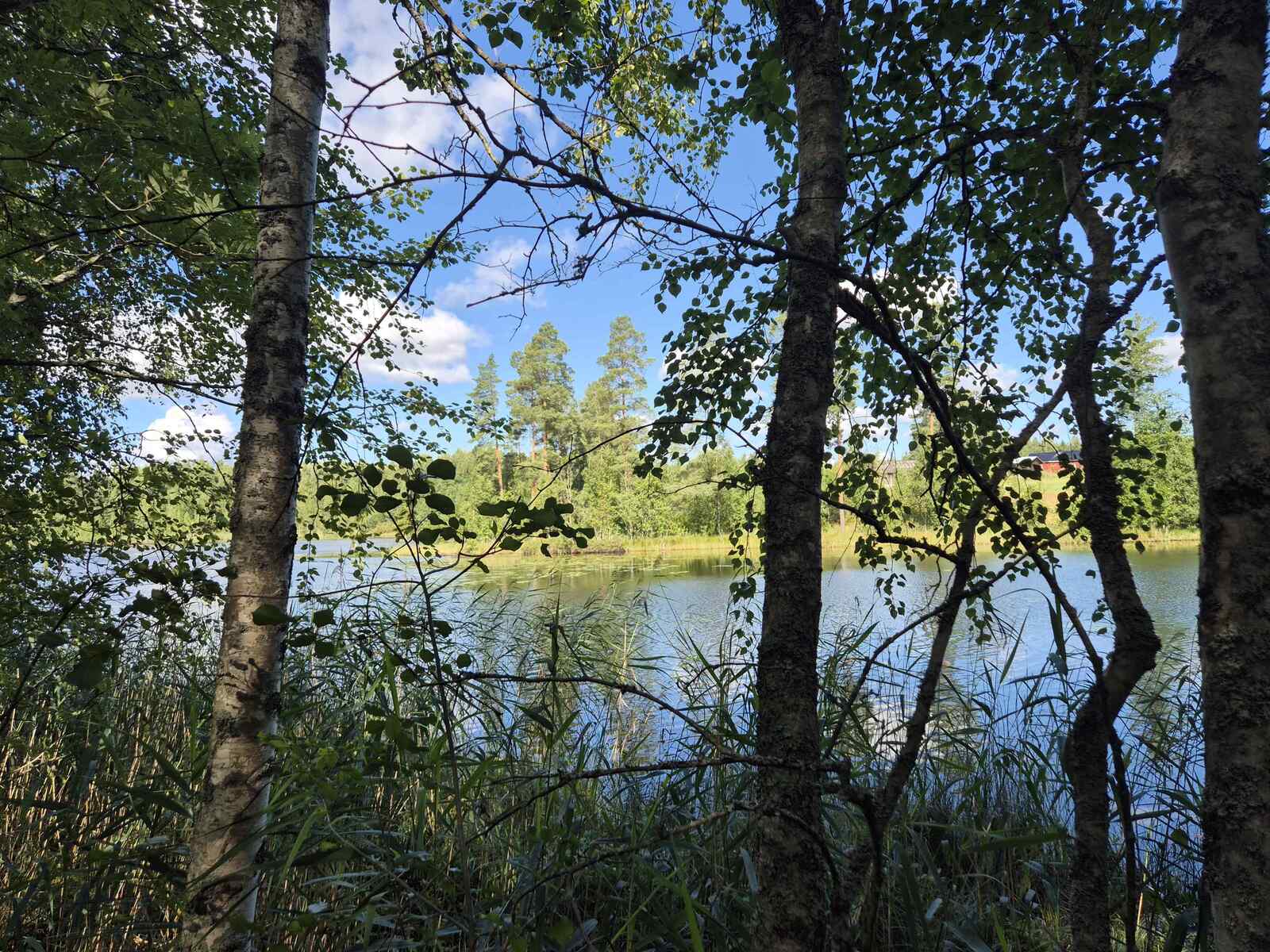 Lehtipuusto on tehnyt rannasta varjoisan, aurinkoinen vastaranta näkyy puiden takaa.