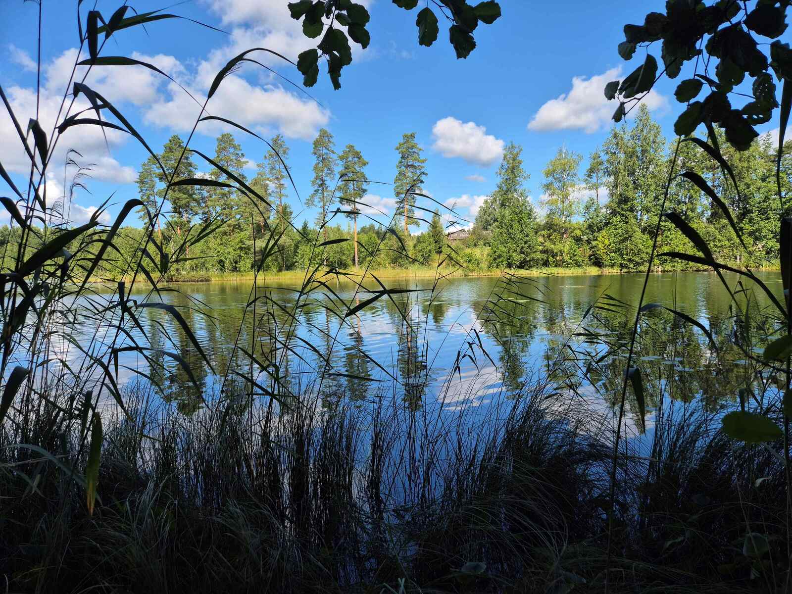 Lehtipuusto on tehnyt rannasta varjoisan, aurinkoinen vastaranta näkyy korsien takaa.