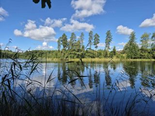 Järvimaisema, taivaalla on pilviä, järven rannasta työntyy kuvaan vesiruokoja.