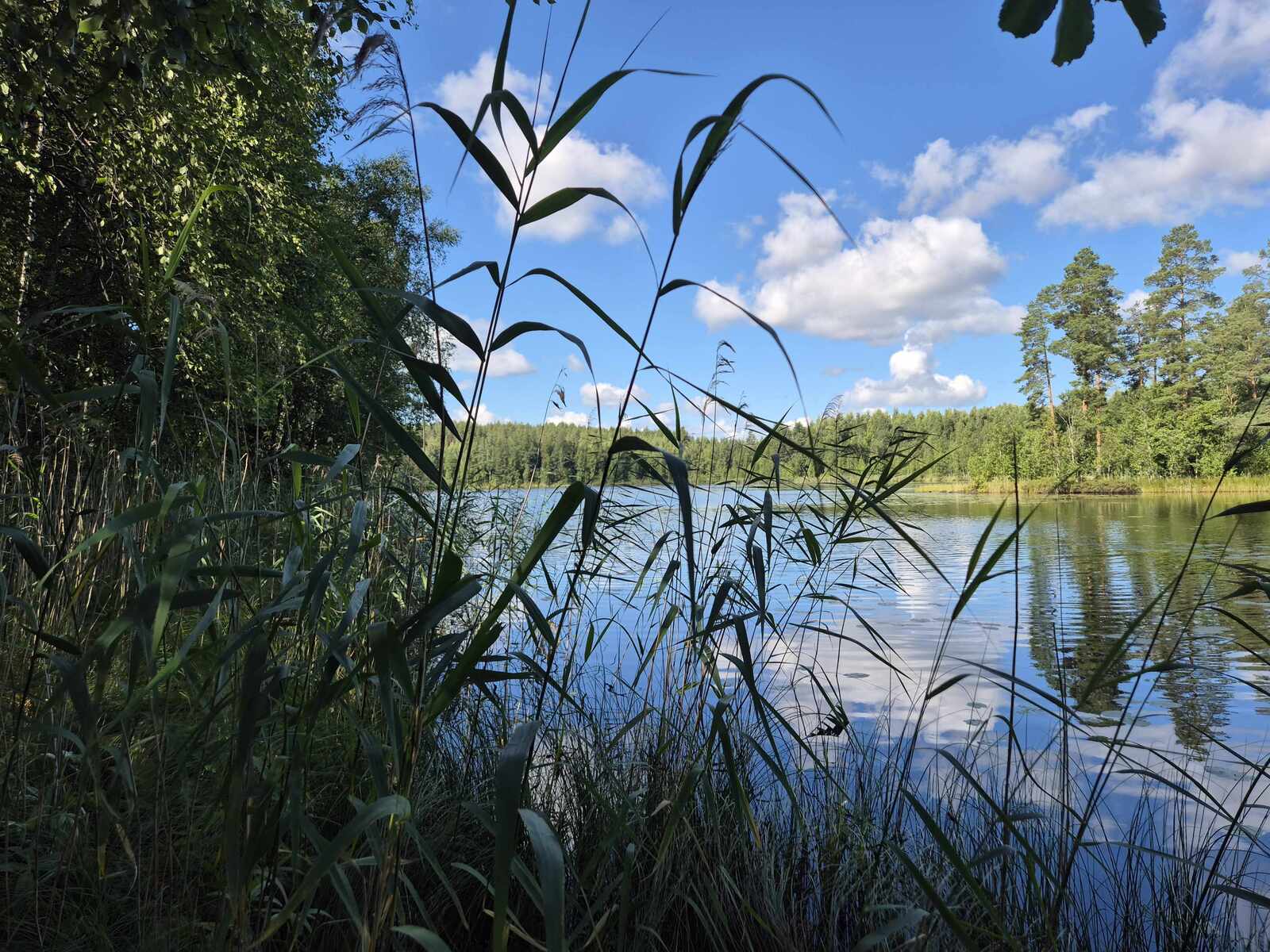 Rannan puustoa ja ruokoja kuvassa, vastaranta kylpee auringossa.
