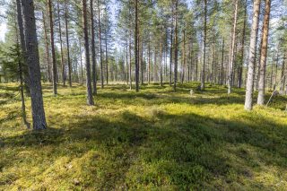 Mäntykankainen tontti.