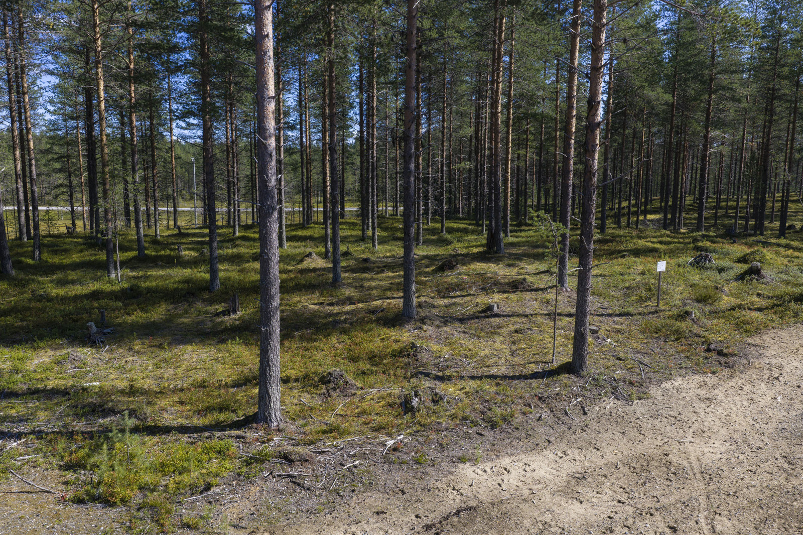 Tien reunalta näkymä mäntykankaiselle tontille.