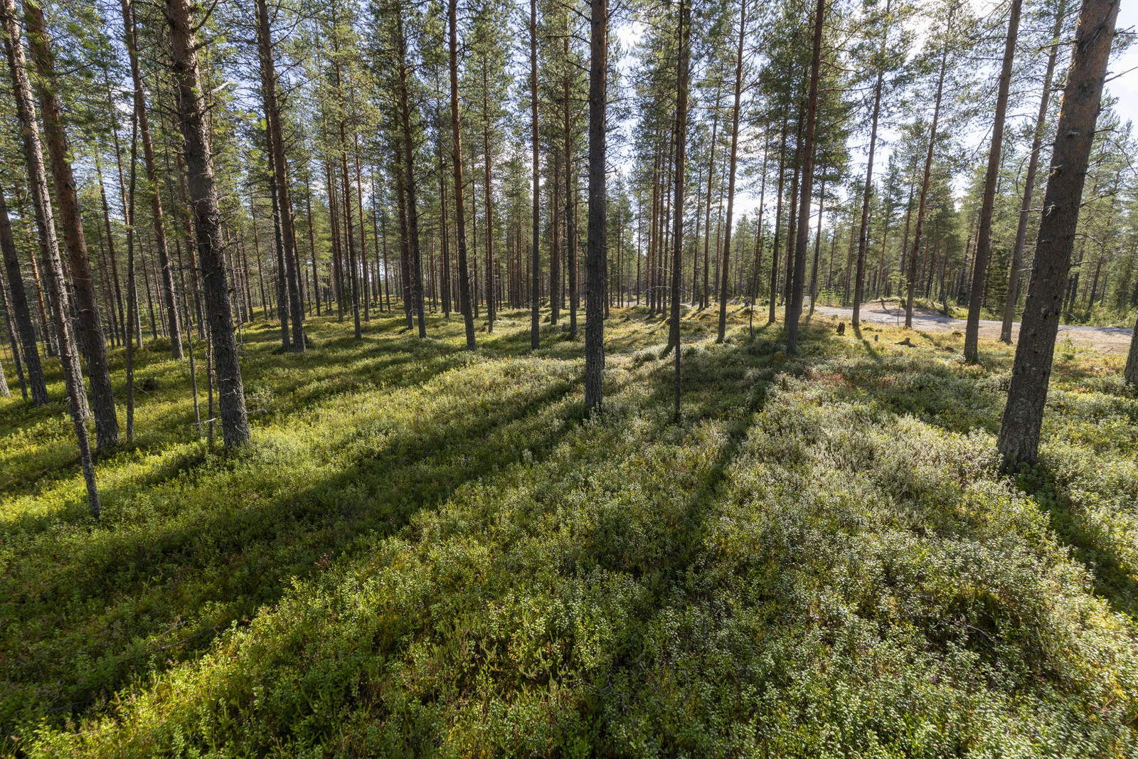Mäntykankainen tontti.