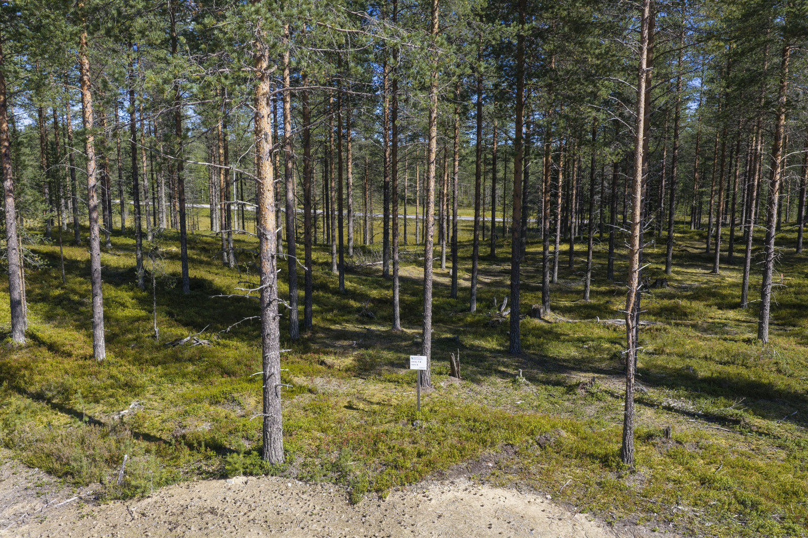 Mäntykankainen valoisa tontti.