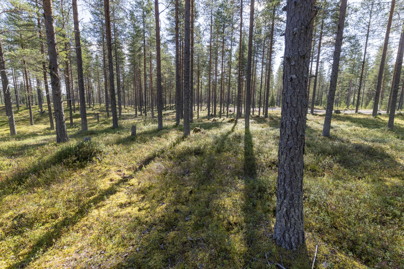 Mäntykankainen valoisa tontti.