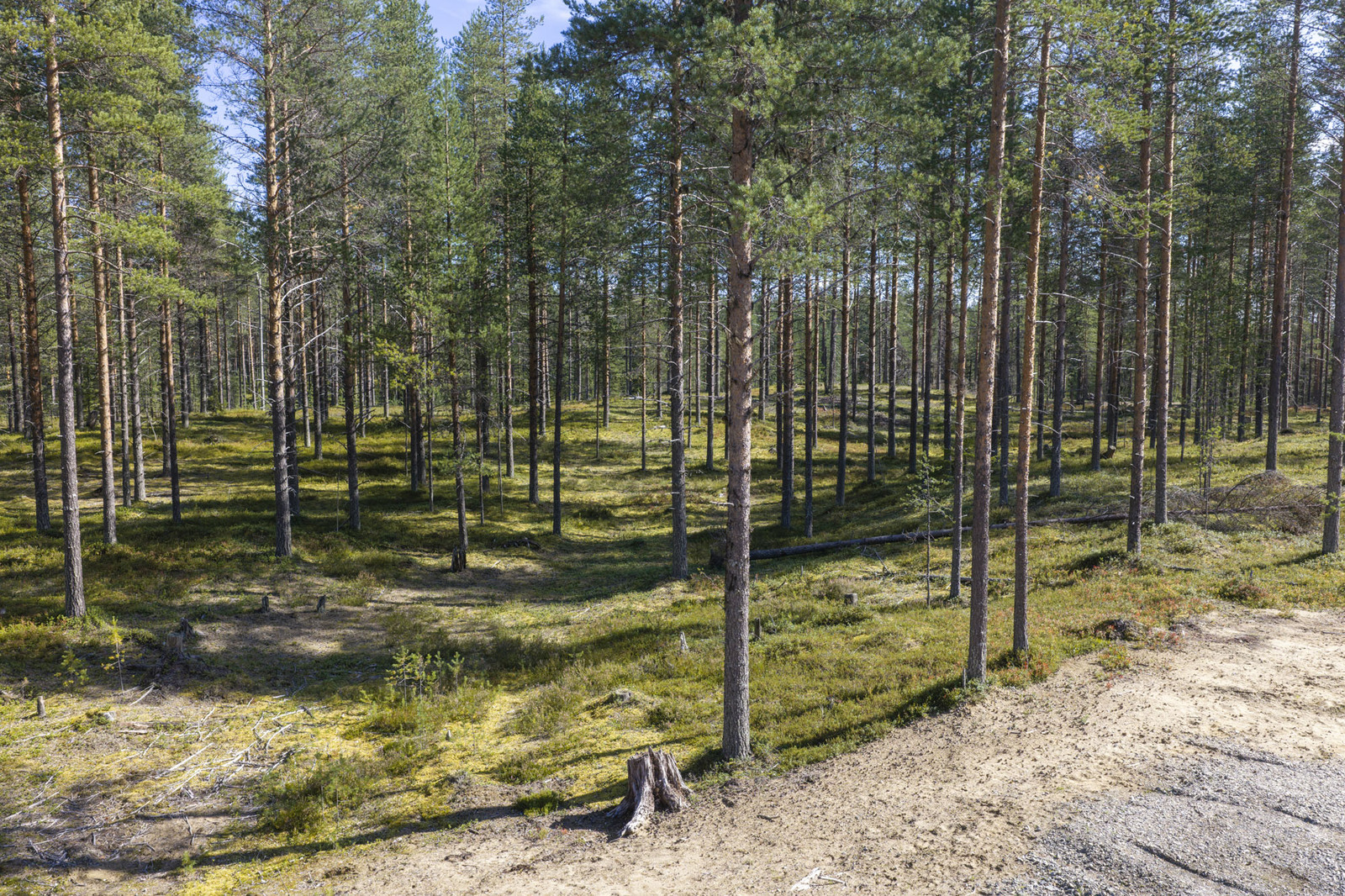 Aurinkoinen mäntykankainen metsä.