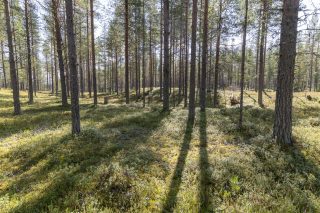 Aurinkoinen mäntykankainen metsä.
