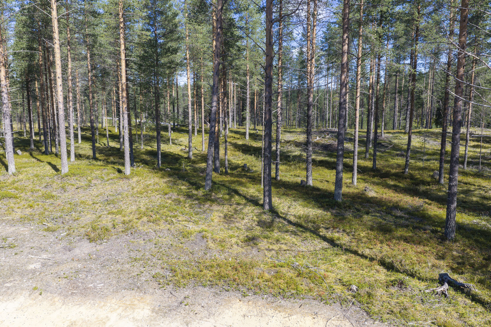 Tien reunalta alkaa aurinkoinen mäntykankainen metsä.