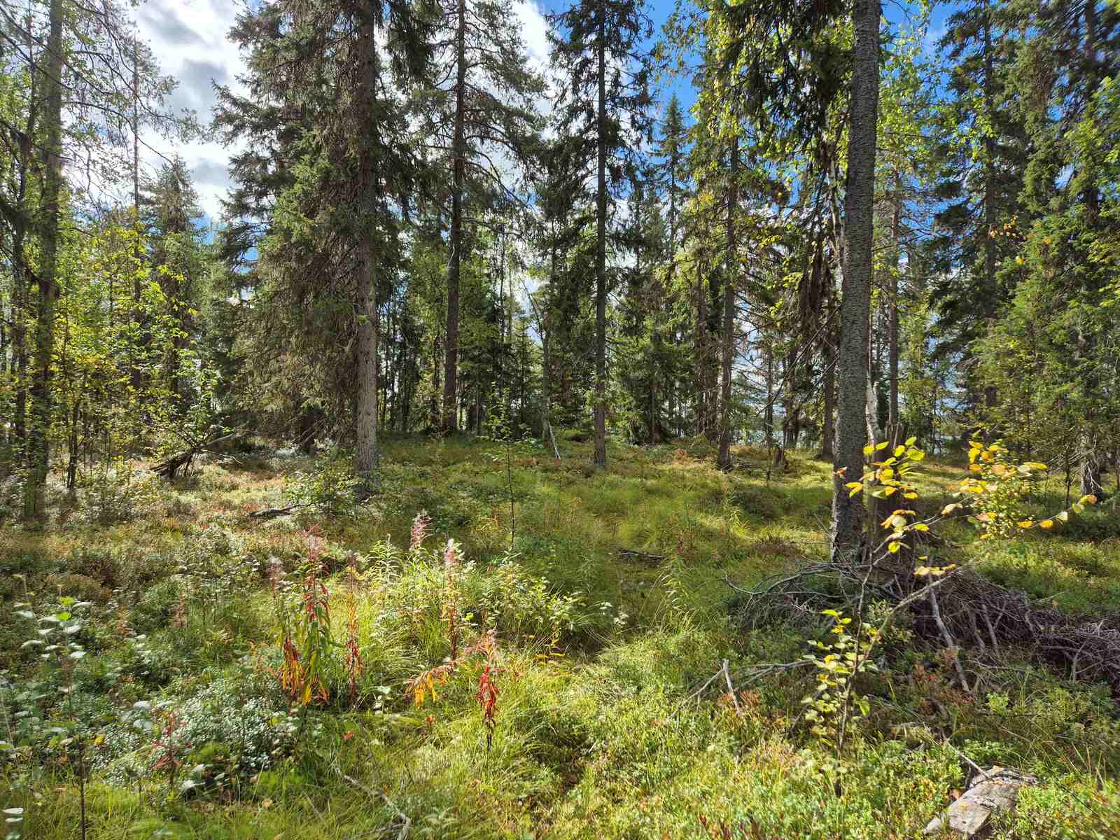 Aurinkoista sekametsää, maassa kasvaa runsaasti marjojen varpuja.