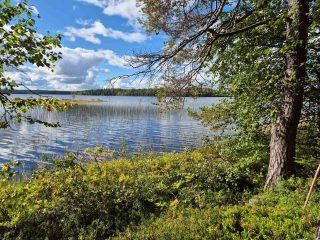 Aurinkoinen järvimaisema, rannalla kasvaa vanha petäjä, järviruokoa on vähän rannan edustalla.