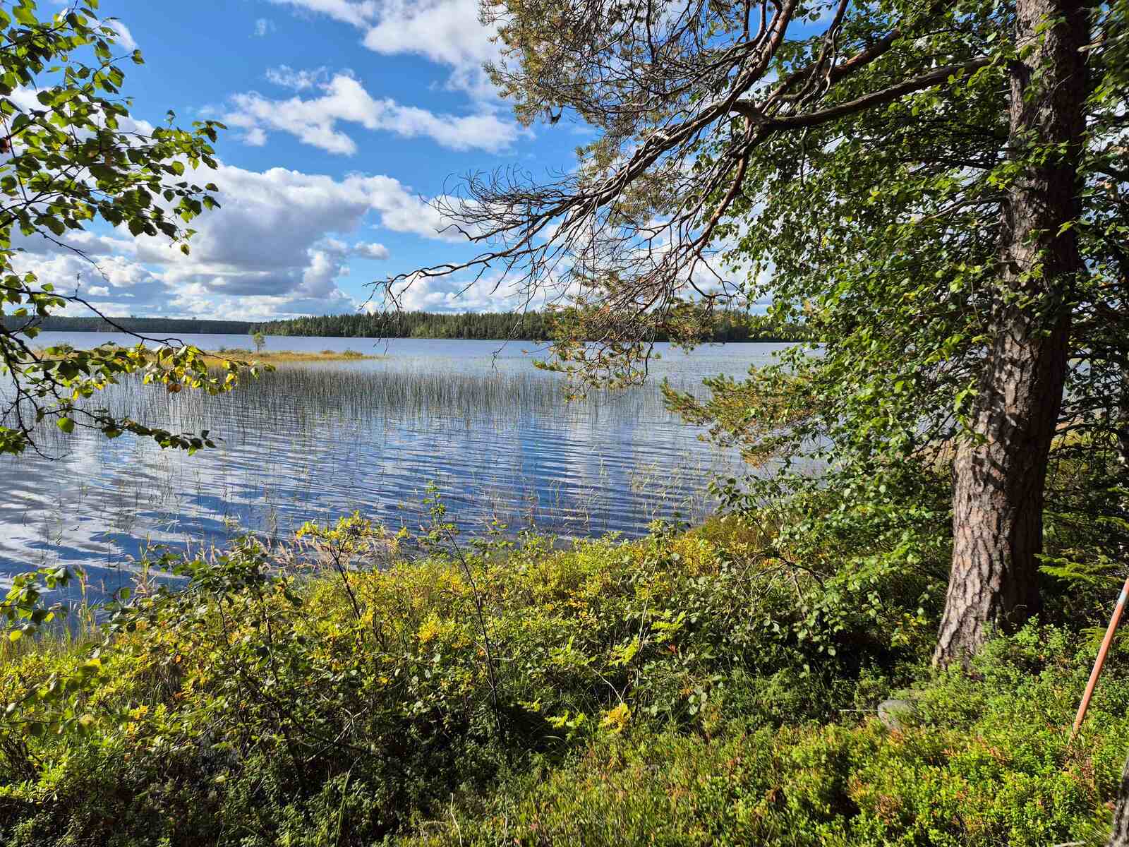 Aurinkoinen järvimaisema, rannalla kasvaa vanha petäjä, järviruokoa on vähän rannan edustalla.