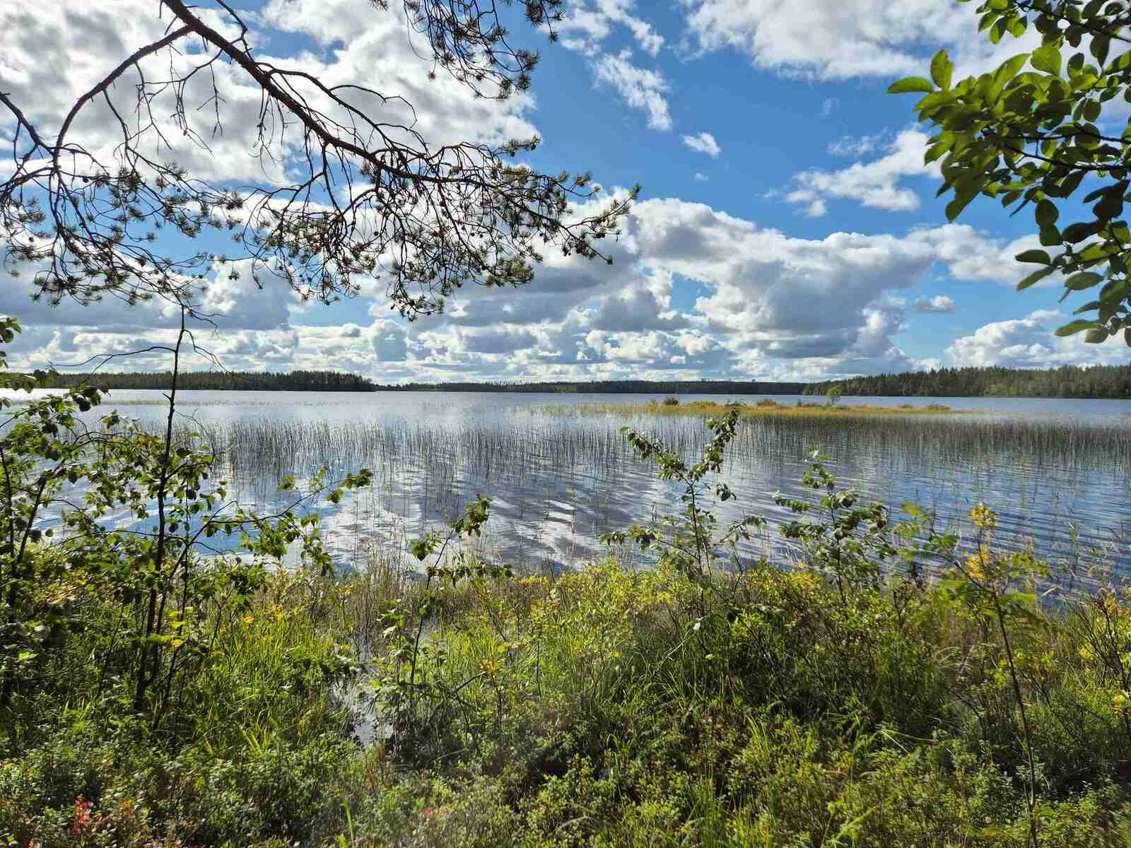 Aurinkoinen järvimaisema, pilviä näkyy taivaalla, rannan edustalla kasvaa hieman vesikasveja.