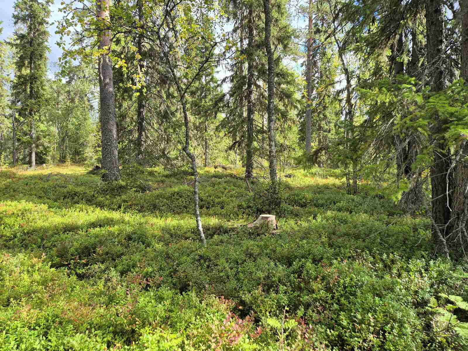Aurinkoista sekametsää, maassa kasvaa runsaasti marjojen varpuja.
