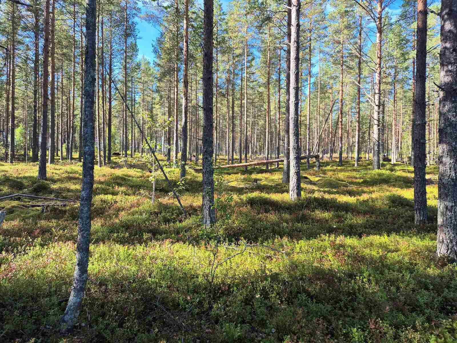 Aurinko paistaa harvaan mäntymetsään.