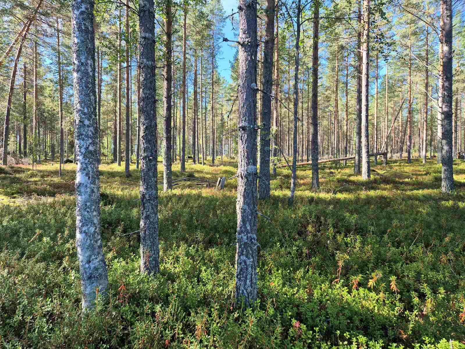Aurinko paistaa harvaan mäntymetsään.