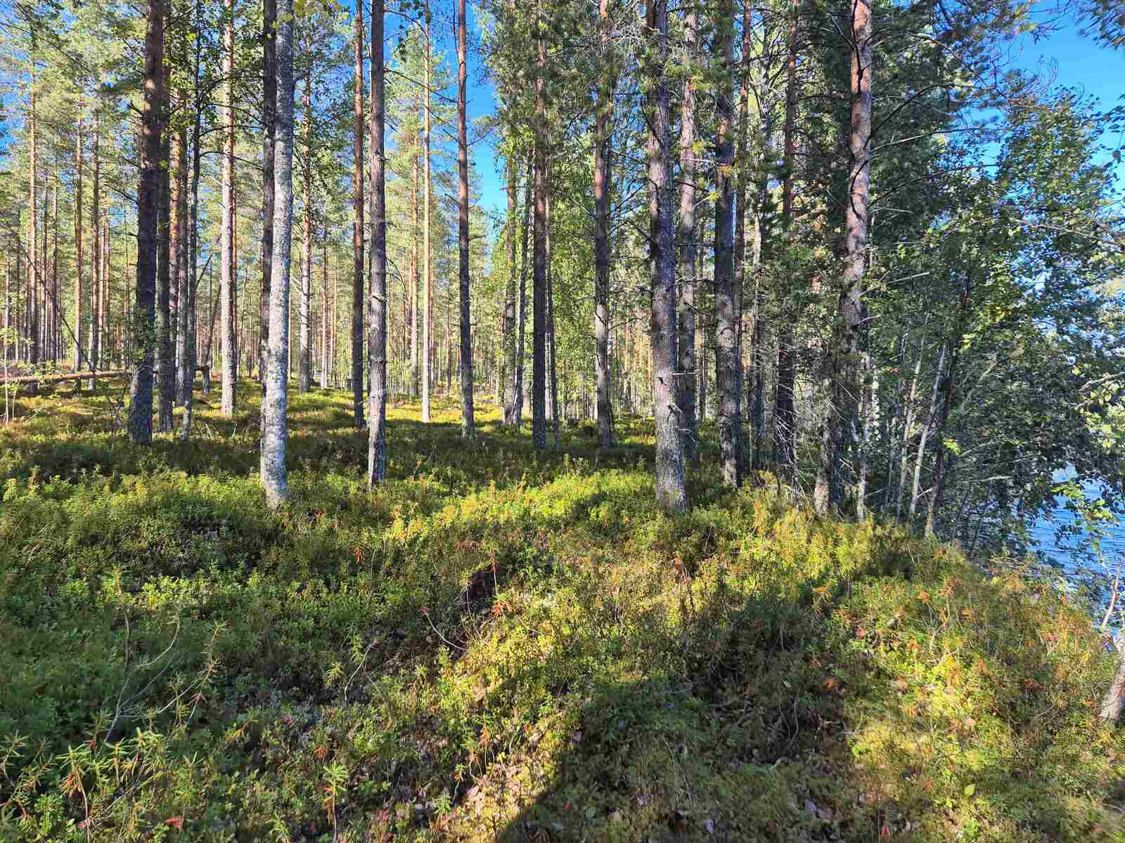 Aurinko paistaa mäntymetsään, rannassa on puustoa tiheämmin.