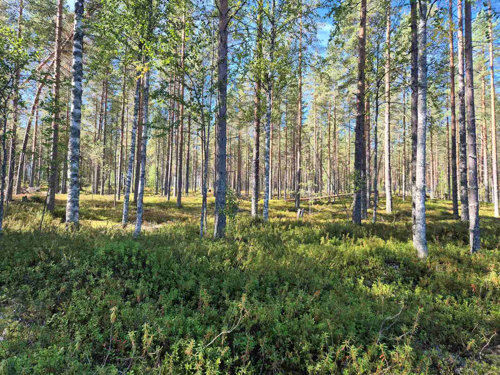 Aurinko paistaa harvaan mäntymetsään.