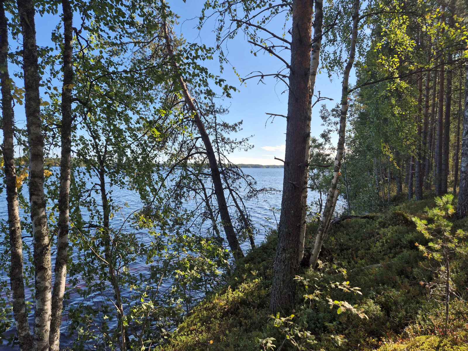 Rannassa kasvaa lehtipuita aivan vesirajassa, taustalla näkyy järvi.