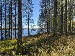 Aurinko paistaa rannan männikköön, taustalla näkyy järvi.