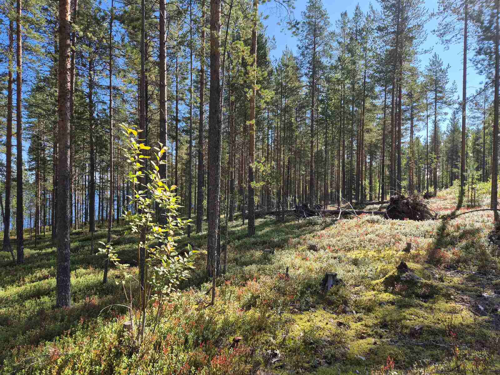 Auringossa kylpevää mäntymetsää.