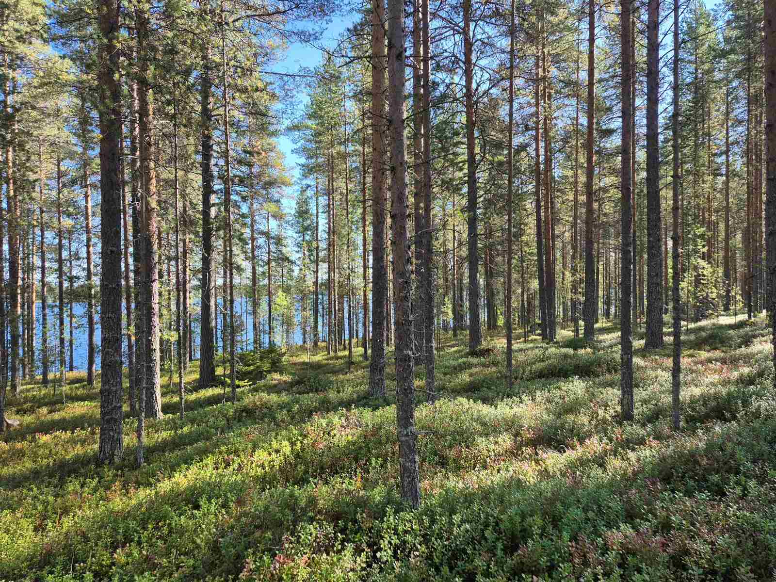 Rantamännikköön paistaa aurinko, järvi näkyy taustalla.